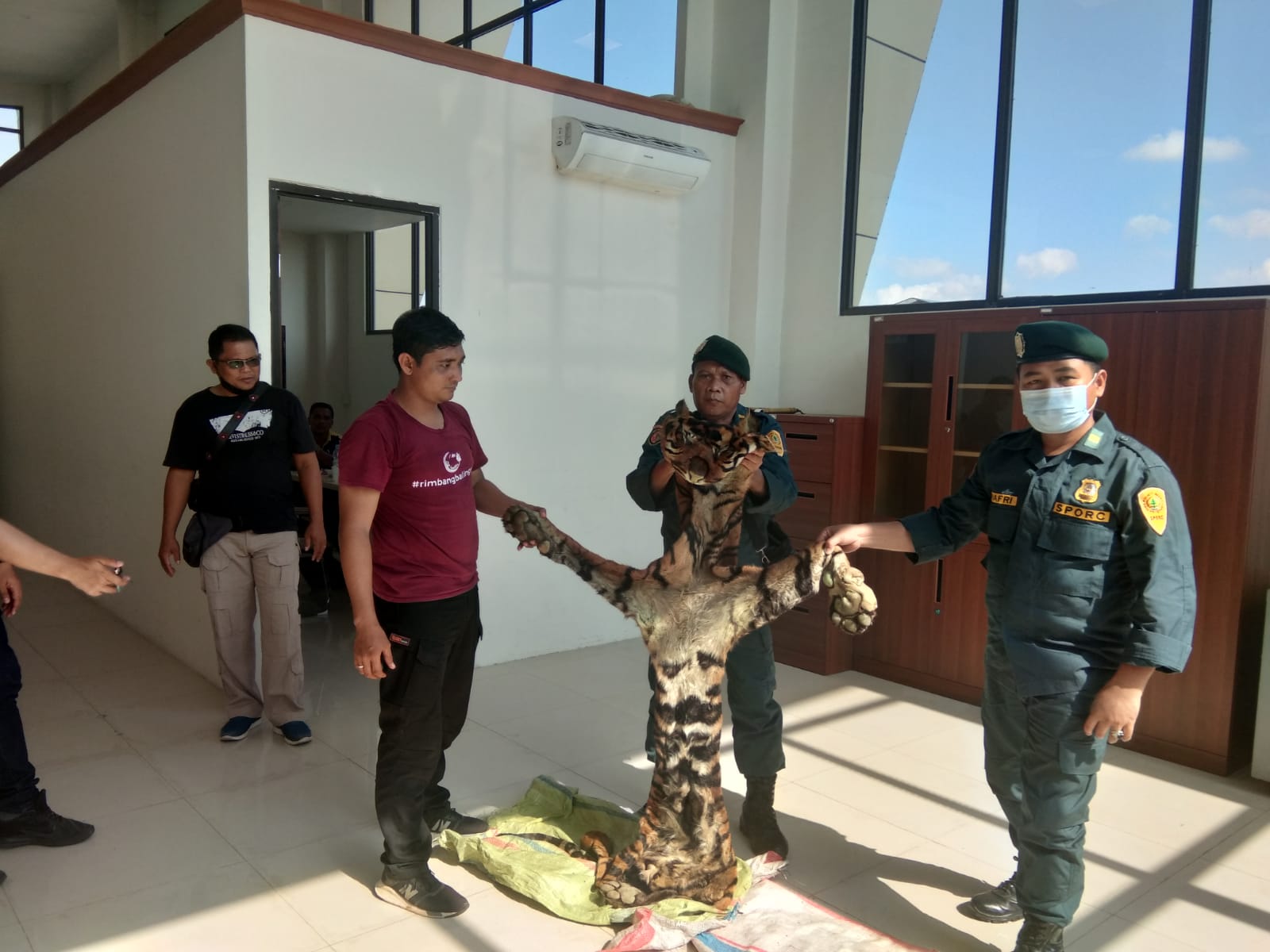 KLHK Gagalkan Perdagangan Kulit Harimau Sumatera Di Riau