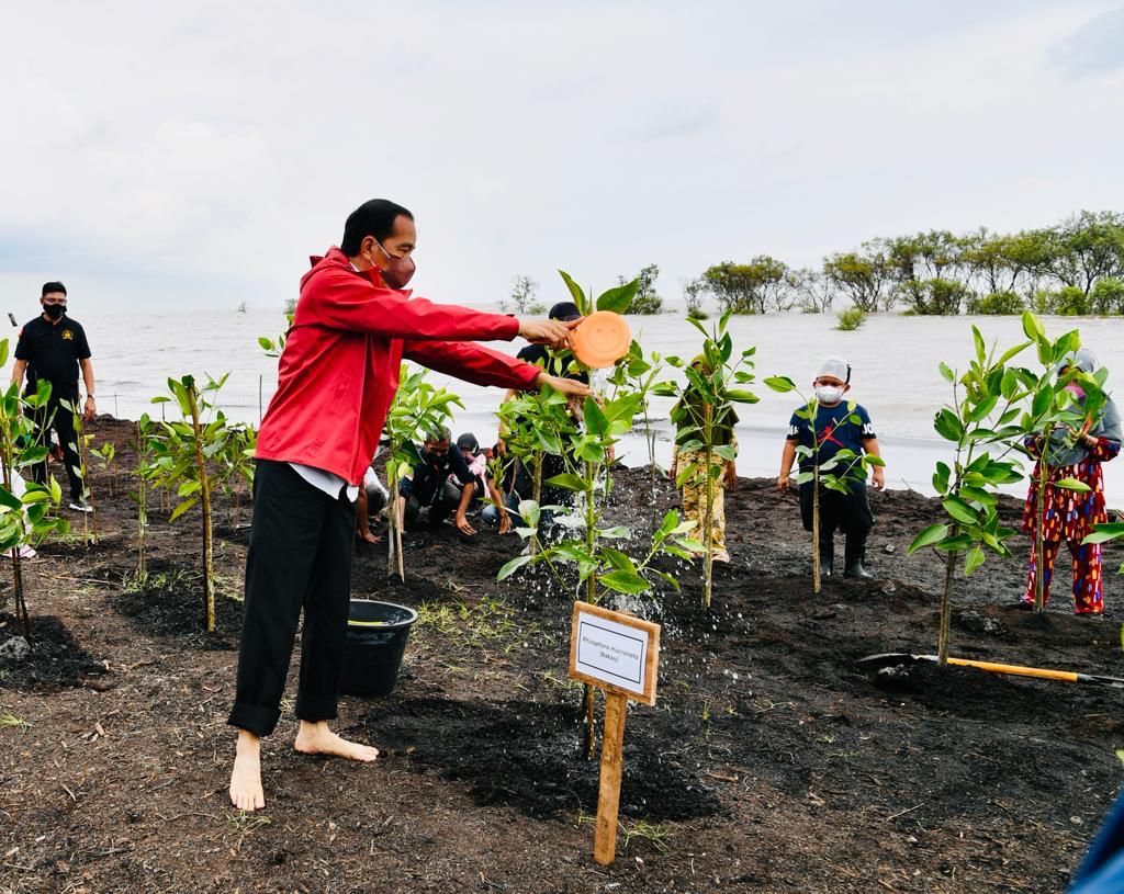 Kendalikan Abrasi, Presiden Jokowi Tanam Mangrove di Pulau Terdepan Bengkalis