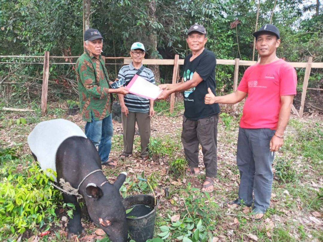 Berkeliaran di Kebun Warga, BBKSDA Riau Evakuasi Tapir