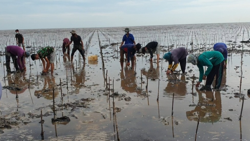 PKPRM Mangrove di Riau Menyerap 5.362 Orang Tenaga Kerja
