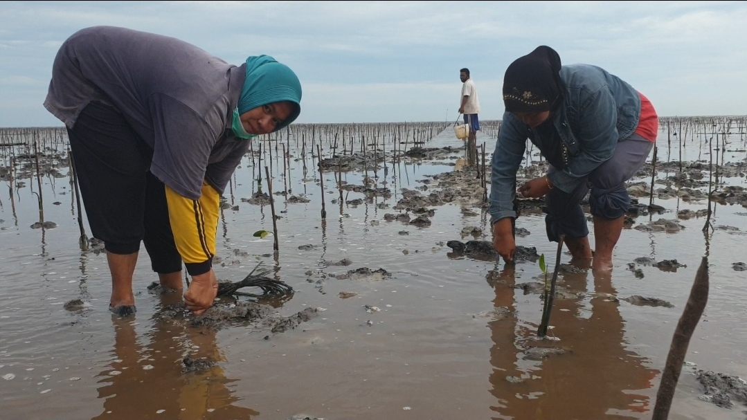 Kisah PKPRM Mangrove di Riau (1), Jutaan Mangrove Untuk Menjaga Batas Negara