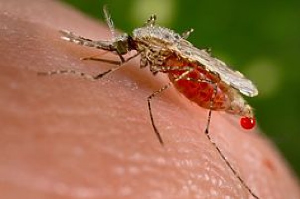 Nyamuk Anoples, pembawa virus malaria
