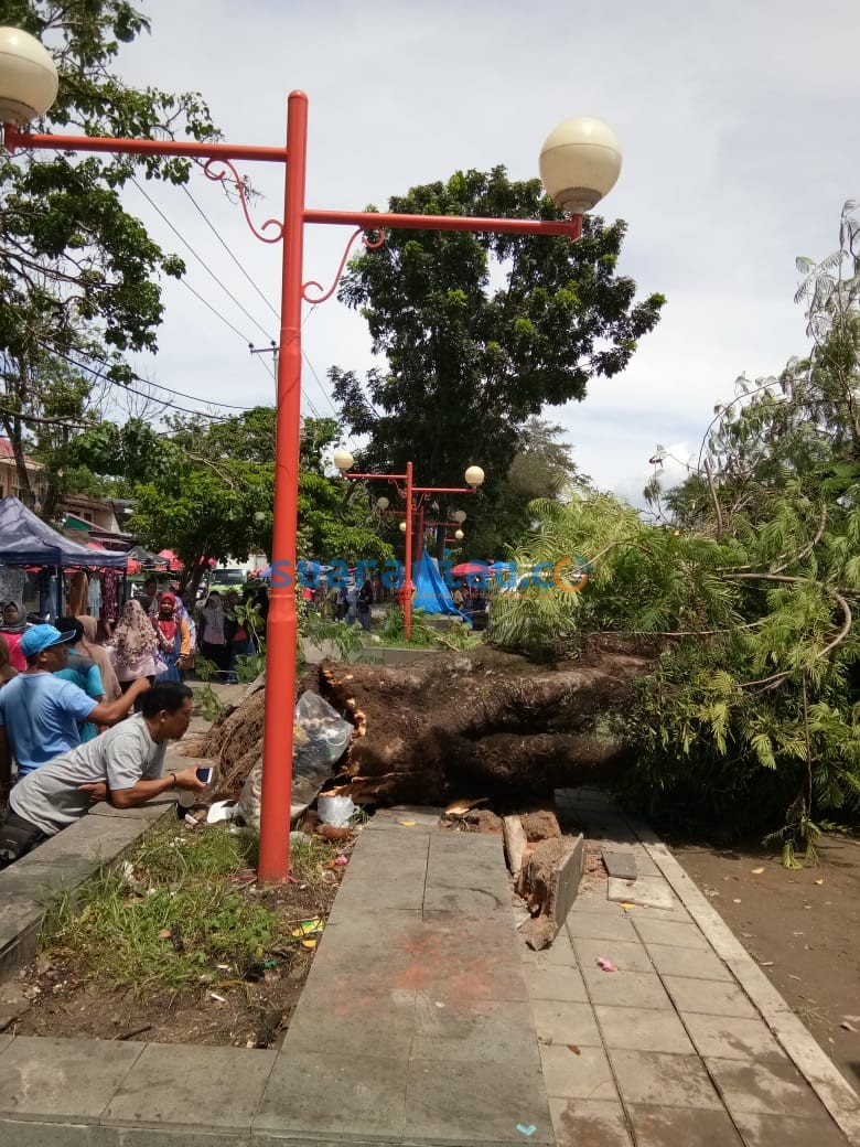 Pohon Tumbang di GOR Agus Salim Padang, Satu Mobil Rusak