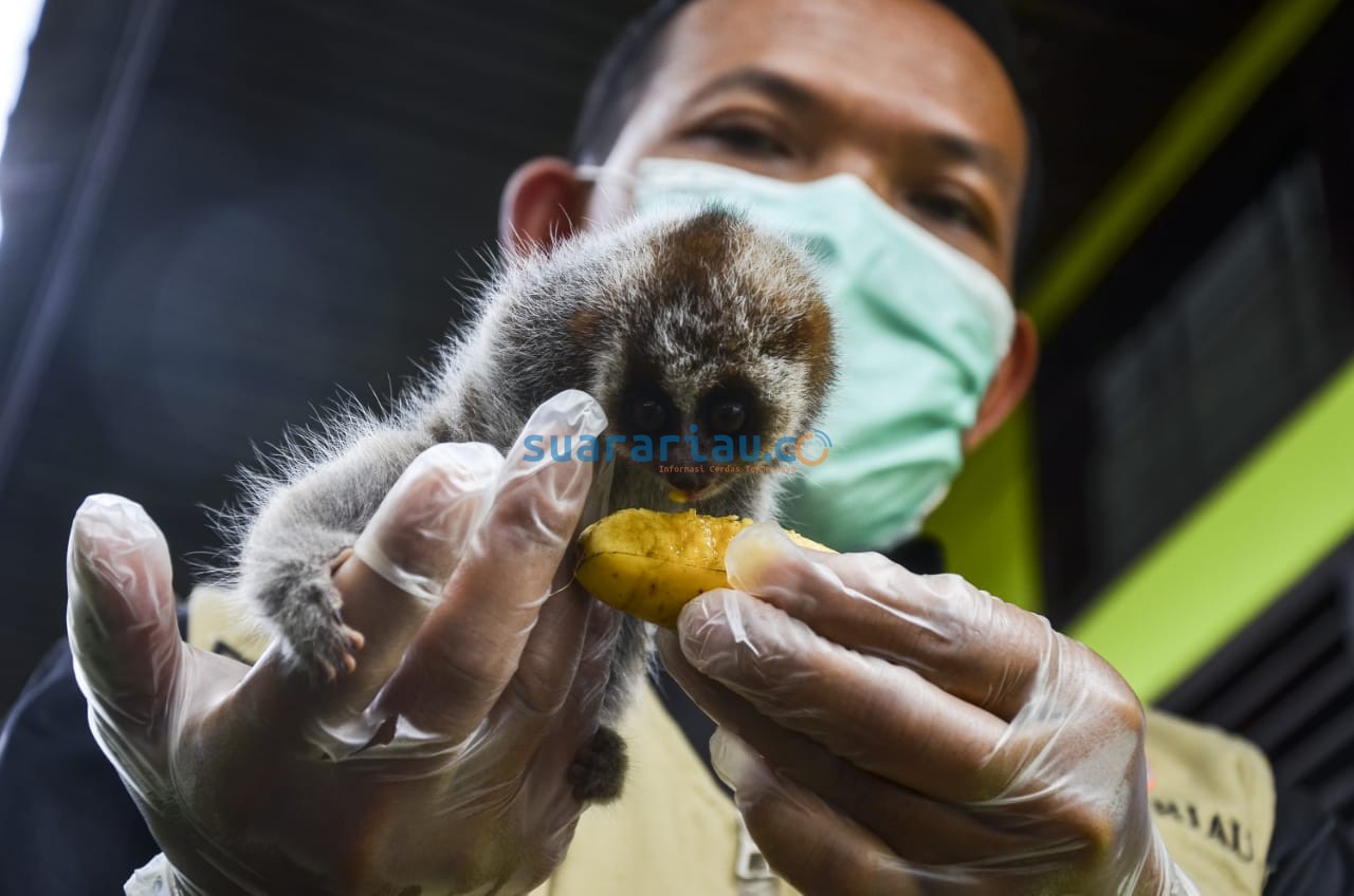Mengintip Perawatan Bayi Kukang di Klinik Satwa BBKSDA Riau